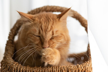 のんびり過ごす猫　　茶トラ猫