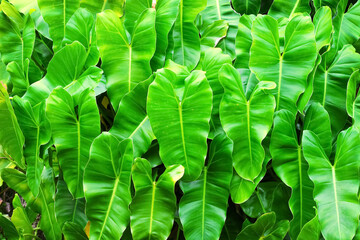 Green leaf in  heart shaped patterns or philodendron plant nature background