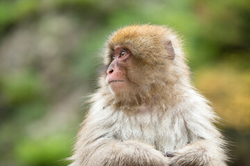 ニホンザルの自由で楽しい暮らしのポートレート 猿のかわいい姿