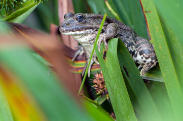 a large frog in the grass