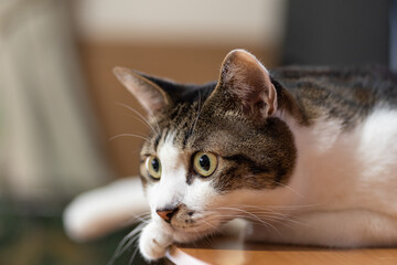 見つめる猫　　キジトラ猫