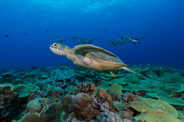 Large female green turtle swims towards camera over tropical colourful coral reef in Micronesia