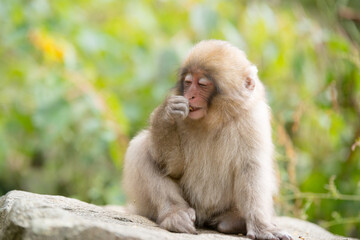 Naklejka na ściany i meble ニホンザルの自由で楽しい暮らしのポートレート 猿のかわいい姿