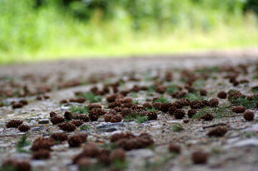 pommes de pins sur un chemin