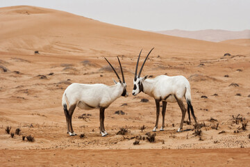 White Oryx in the desert 