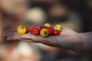 hand holding a red and yellow hawthorn