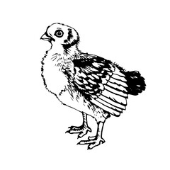 Chick vector graphics. Chicken illustration graphic liner, rooster, poultry farm. illustration for farms and production, ecological product, natural. Chicken product label.