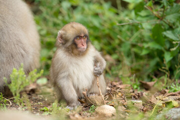 Fototapeta premium ニホンザルの自由で楽しい暮らしのポートレート 猿のかわいい姿