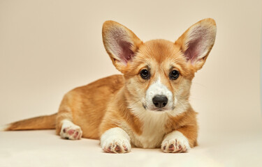 Adorable cute puppy Welsh Corgi Pembroke lying on light background