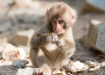 Fototapeta premium ニホンザルの自由で楽しい暮らしのポートレート 猿のかわいい姿