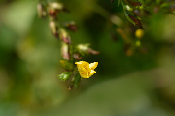 Mountain St Johns Wort
