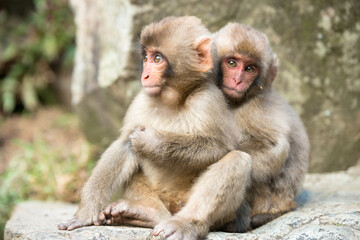 ニホンザルの自由で楽しい暮らしのポートレート 猿のかわいい姿