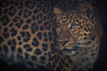 Fototapeta na wymiar Chinese leopard portrait from nature
