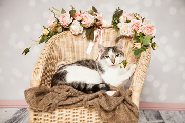 süßer Kater