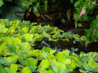 ornamental pond