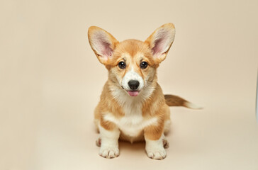 Adorable cute puppy Welsh Corgi Pembroke shows tongue and sitting on light background