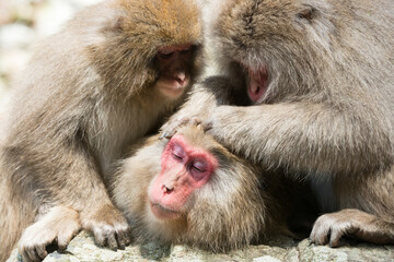 ニホンザルの毛づくろい 猿のかわいい姿