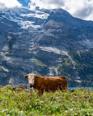 Hike is the Swiss Alps with Mountains,  a cow, and his cowbell