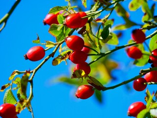 Red rose hips of dog rose. Rosa canina, commonly known as the dog rose, is a variable climbing, wild rose species native to Europe.