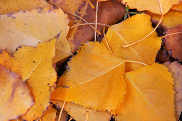 Autumn background. Yellow, fallen leaves on the ground. Golden autumn leaves background