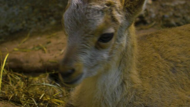 Alpine ibex baby close up 