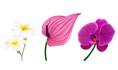 Tropical Flora with Anthurium and Orchid Flower Vector Set