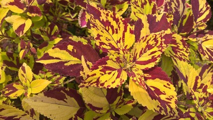 autumn leaves background looking amazing 