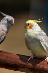 A pair of Cockatiels perched on the tree.