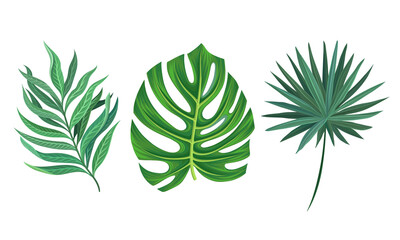 Groene tropische bladeren als exotische flora vectorset