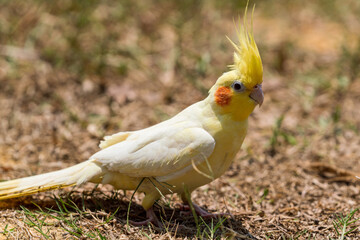 Single Cockatiel perched on the ground.