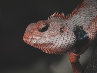 bearded dragon lizard