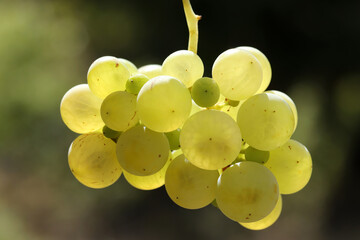 Ripe natural white grapes in autumn