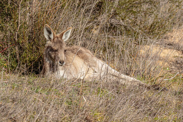Naklejka na ściany i meble Eastern Grey Kangaroo female reclining
