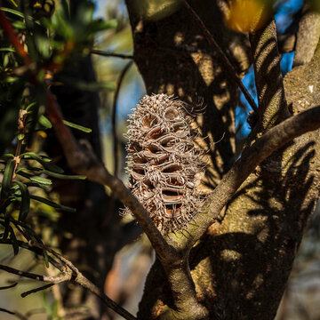 Banksia Marginata