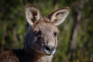 Fototapeta premium Eastern Grey Kangaroo male head study