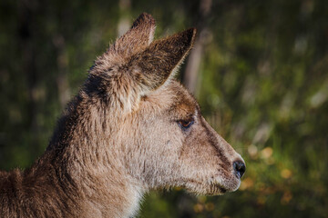 Eastern Grey Kangaroo male head study