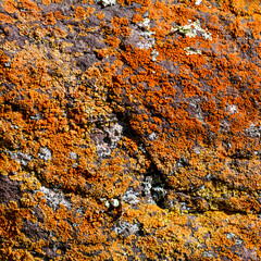 Texture of stone