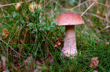 Mushroom in a forest glade