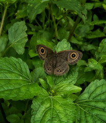 butterfly on leaf