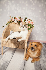 Katze und Hund