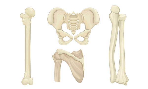 Bone and Joints as Parts of Human Skeleton Vector Set