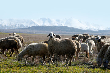 Fototapeta premium Hasan Mountain. Herd of sheep. Aksaray, Turkey