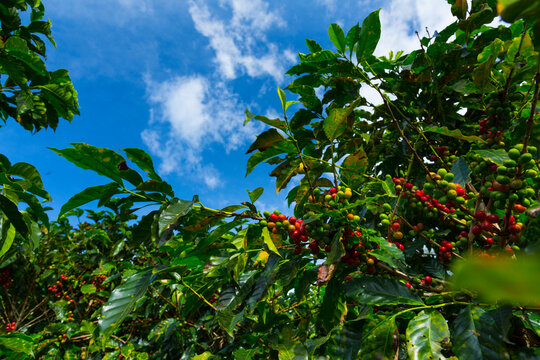 Coffee Plantation, Doka Estate,  Alajuela, Costa Rica, Central America, America
