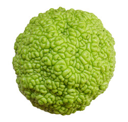 Maclura pomifera