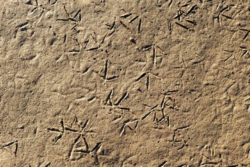 background and texture of dirty soil with prints of bird feet