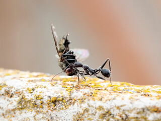 Fotografia macro de una hormiga llevando como comida una mosca muerta