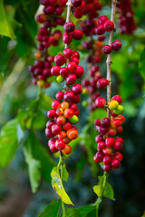 Coffee Plantation, Doka Estate,  Alajuela, Costa Rica, Central America, America