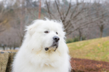 グレートピレニーズ　超大型犬　犬　白い犬　ピレネー