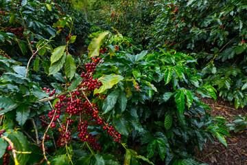 Coffee Plantation, Doka Estate,  Alajuela, Costa Rica, Central America, America