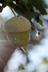 Fresh and young acorn on the tree